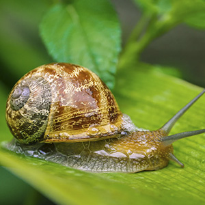 baba de caracol
